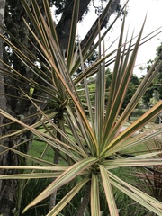Dracaena reflexa angustifolia