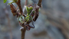 Piezogaster indecorus