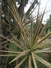 Dracaena reflexa angustifolia