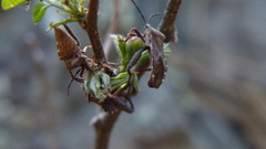 Piezogaster indecorus