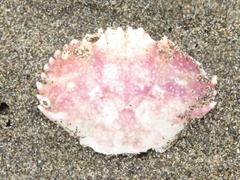 Platyxanthus orbignyi