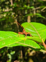 Erbessus