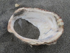 Concholepas concholepas