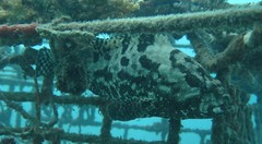 Epinephelus fuscoguttatus