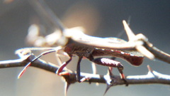 Piezogaster indecorus