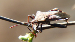 Piezogaster indecorus