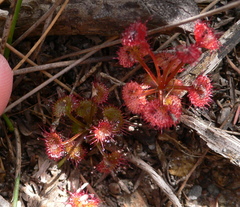 Drosera monticola