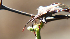 Piezogaster indecorus