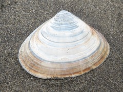 Tivela