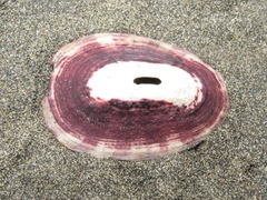 Fissurella limbata
