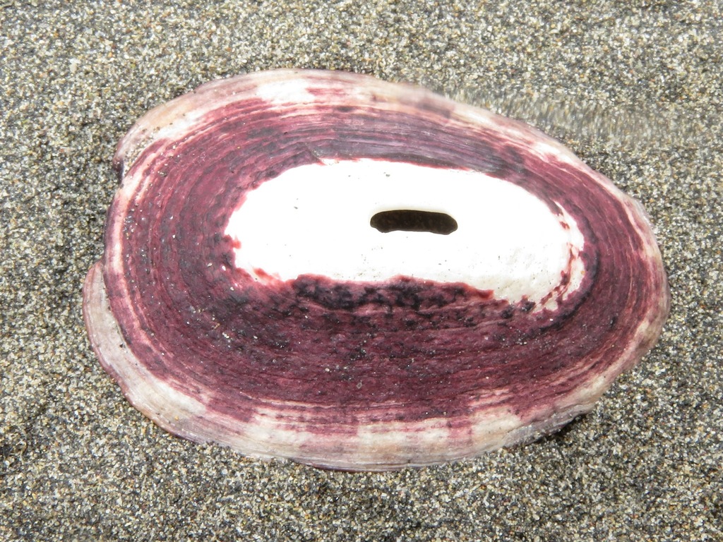Fissurella limbata