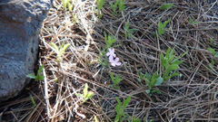 Phlox woodhousei