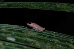 Diasporus diastema