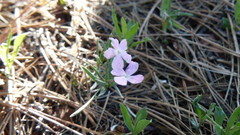 Phlox woodhousei