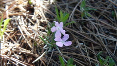 Phlox woodhousei