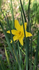 Narcissus × odorus