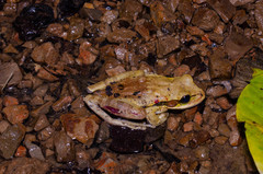 Smilisca phaeota