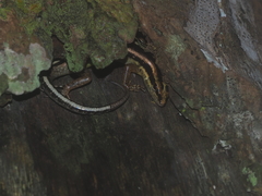 Sphenomorphus sanctus