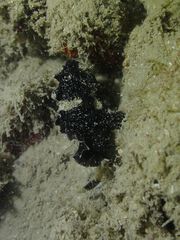 Abantennarius nummifer