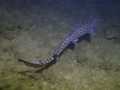 Atelomycterus marmoratus