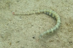 Corythoichthys haematopterus