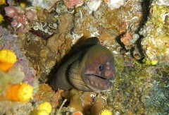 Gymnothorax unicolor