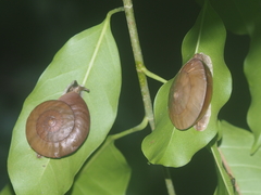 Dyakia rumphii