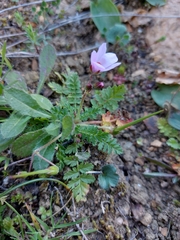 Erodium cicutarium