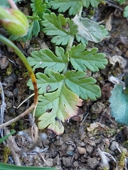 Erodium cicutarium