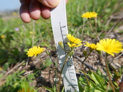 Crepis aculeata