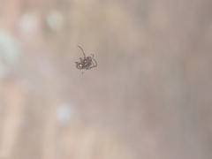 Parasteatoda merapiensis