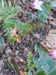 Erodium cicutarium