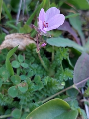 Erodium cicutarium