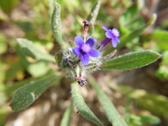 Anchusa aggregata