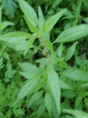 Parietaria pensylvanica pensylvanica