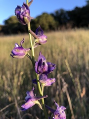 Delphinium hesperium