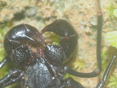 Thelyphonus caudatus