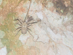 Borboropactus cinerascens