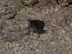 Pholisora
