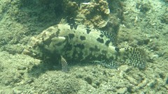 Epinephelus fuscoguttatus