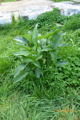 Arum hygrophilum