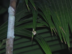 Amphidromus furcillatus