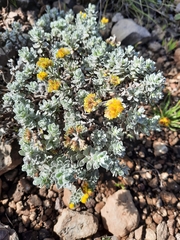 Helichrysum trilineatum