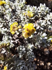 Helichrysum trilineatum