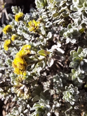 Helichrysum trilineatum