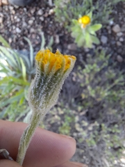 Senecio asperulus