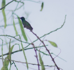 Anthracothorax prevostii