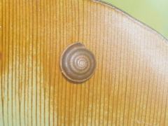 Geotrochus bicolor