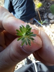 Psammotropha mucronata