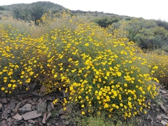 Tagetes lunulata
